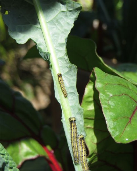 I am being invaded by these ???  First a white butterfly lays eggs and then they hatch ( and if I don't find them ) they grow into there worm things and 