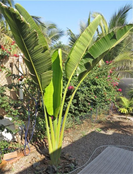 Our palm had a new baby.    This leaf is huge.