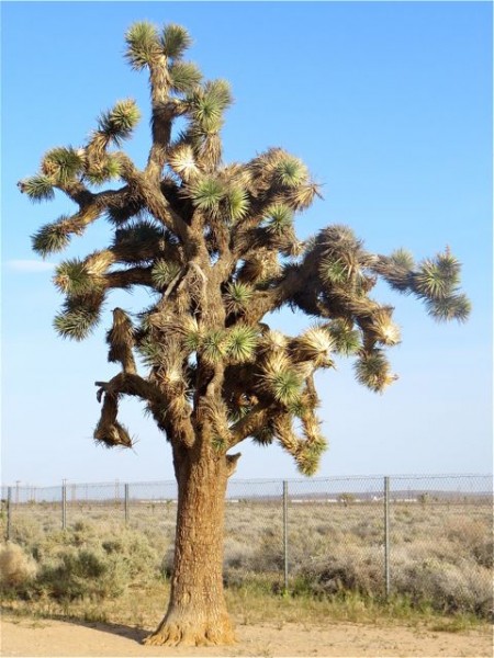 This is area is full of Joshua trees and this one is an oldie.