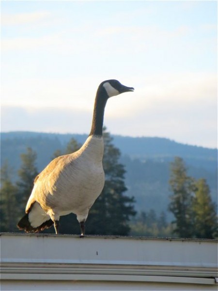 Only he wasn't in the water but up on my neighbors roof.