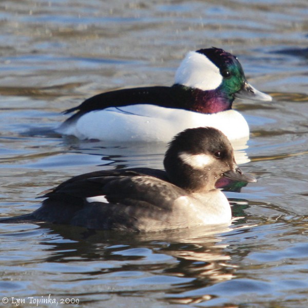 A better photo off the internet of these Bufflehead ducks.