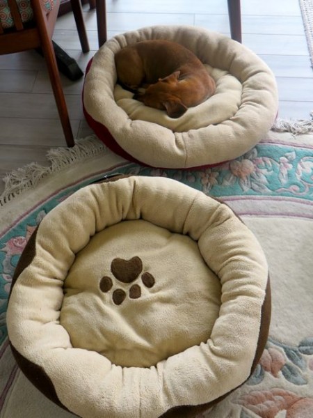 We even got the girls two new beds.