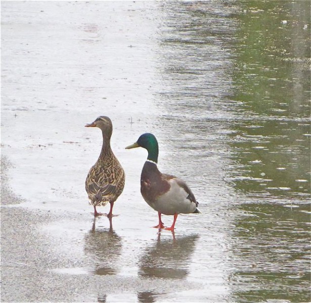 Even their feet were submerged on the road.