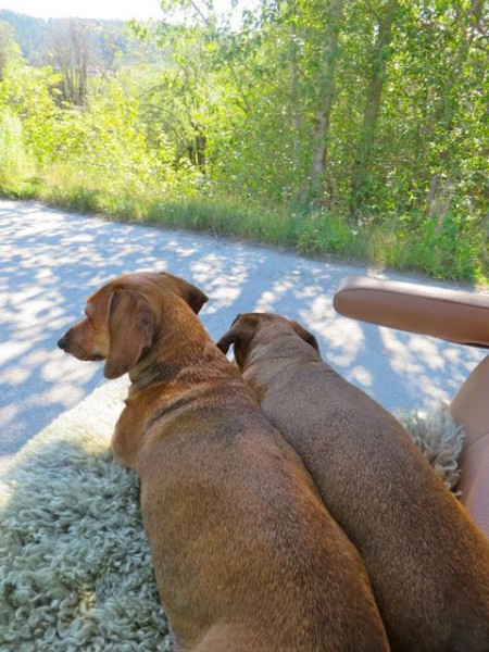 A few weeks ago when it was really hot I took the girls for a rid in the golf cart.  They love to sit and watch the world go by.  IF they had a choice they would prefer to be driven around every day.