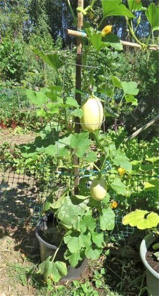 First time I have seen spaghetti squash growing upright.