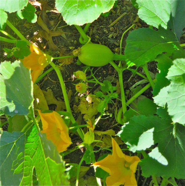 These are yellow spaghetti squash flowers and one young growing wanna be squash.