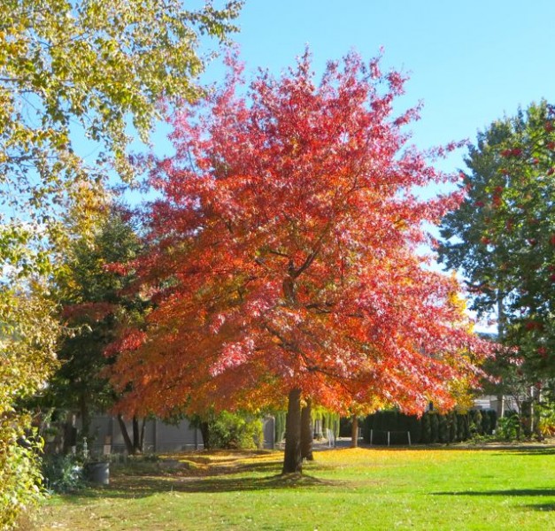 Love this tree, we have watched it change over the last week during our daily walk.