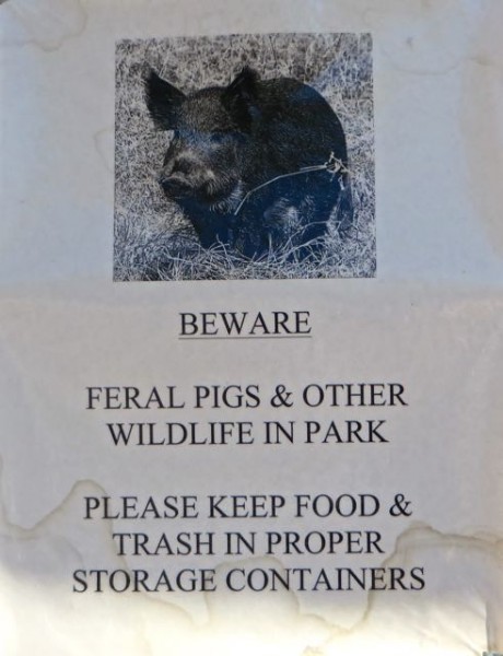 Feral pigs!!!!