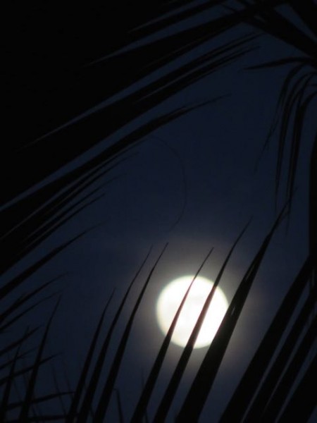 Artsy moon photo.