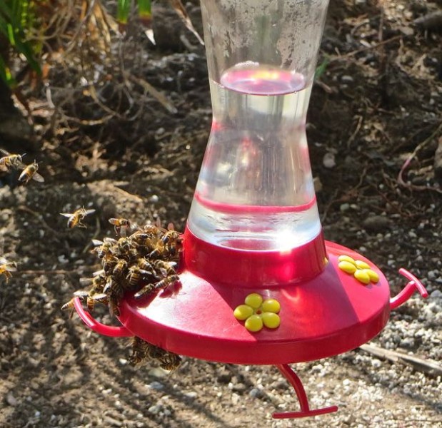 Hummingbird overload.