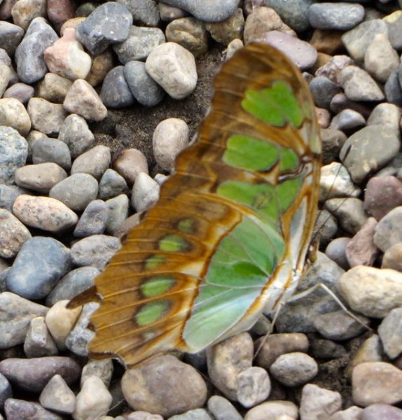 Back home as I was dead heading my flowers I saw this butterfly flying slower and slower.