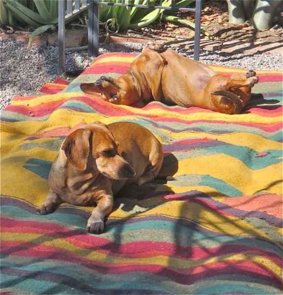 Some serious relaxing going on here.  I was so realsxed that all of these photos were taken from my patio chair where i was reading :)