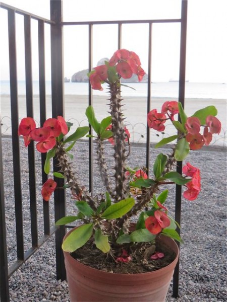 My new crown of thorns plant.