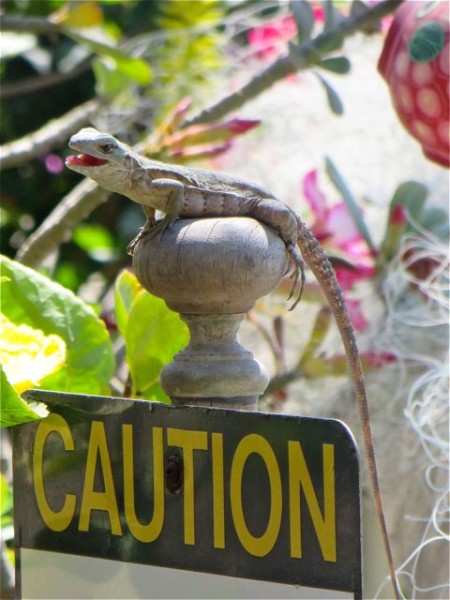 This is the monster who have been eating my hibiscus flowers.  Despite putting the cayenne pepper on them he still devours them.