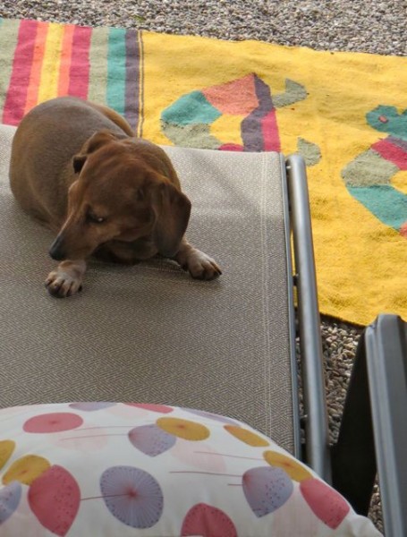 Caeli likes to sit on chairs.