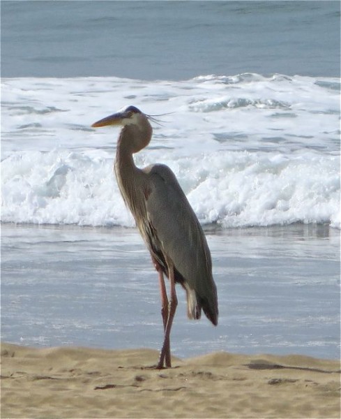 We haven't seen many herons this season as compared to years past.