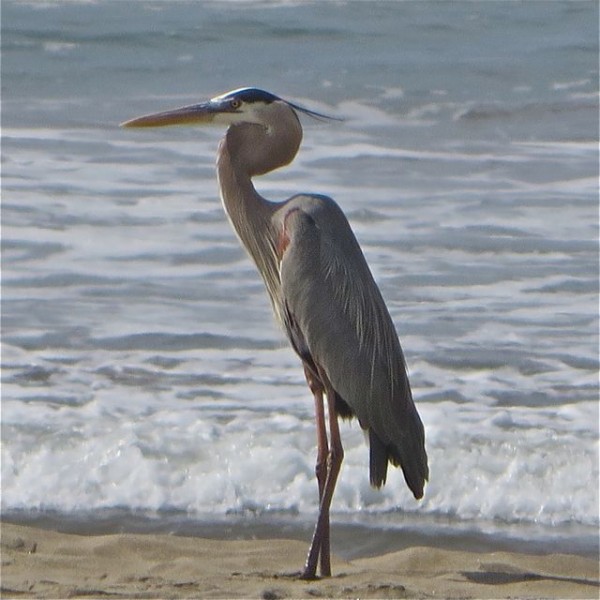 This beauty was standing directly in front of our site.  Love the zoom lens on my Canon.