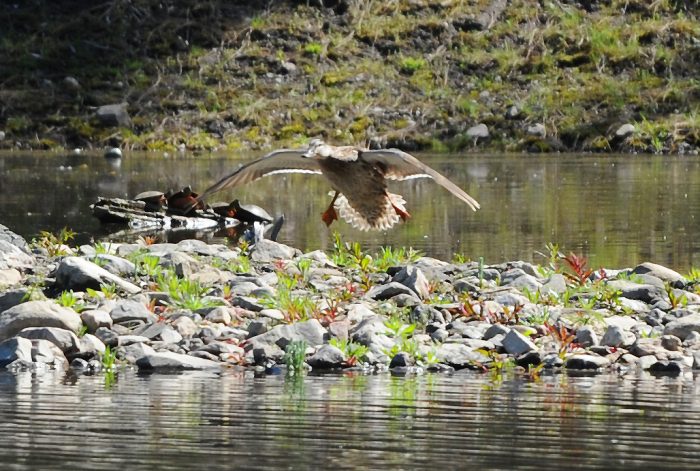 Ciolin's new lenses caputred a duck about to land.