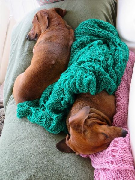 Caeli is under the green blanket ( that I personally knit ) and Carmeh finally settled down next to her sister for mutual comfort. So very sweet.