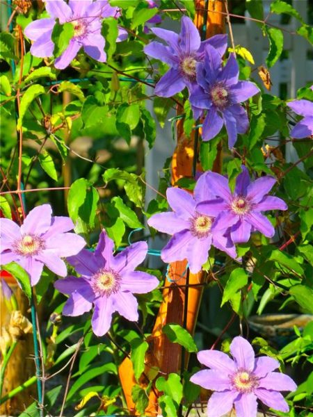  particulariy love these clematis, Ihad a few in our other yard