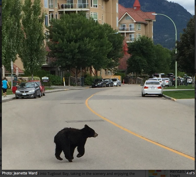 It is a small bear cub.