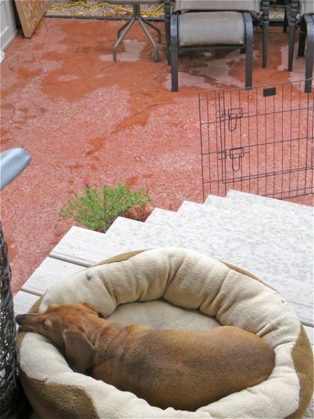 Caeli is a MExican dog at heart. She loves to sit outside, even after a rain shower