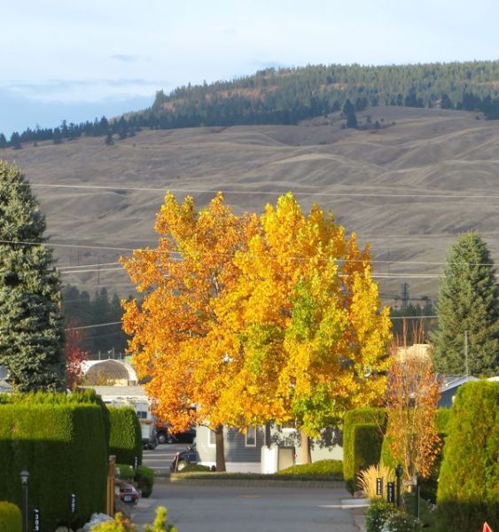 This is what I see when standind on my front porch I look to the top of our street.