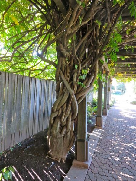 Loved this tree at the Turnball winery.